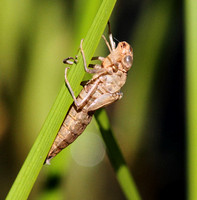 Dragonfly nymph carcass
