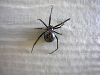 Black-Widow-Spider-Aug06-ka