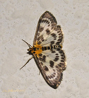 Moth Small Magpie (eurrhypara hortulata)-July-807