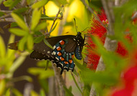Pipevine Swallowtail  Apr 3 2014 Padre  593