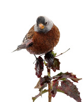 Gray-crowned Rosy Finch 6