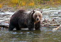 Grizzly 4 Oct 20 2013
