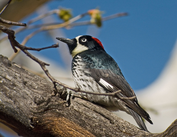 Acorn woodpecker mar.09 az