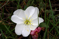 Graslands flower