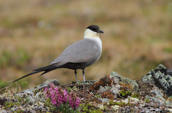 Long-tailed Jaeger 3