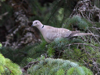 Eurasian Collared Dove Stewart BC