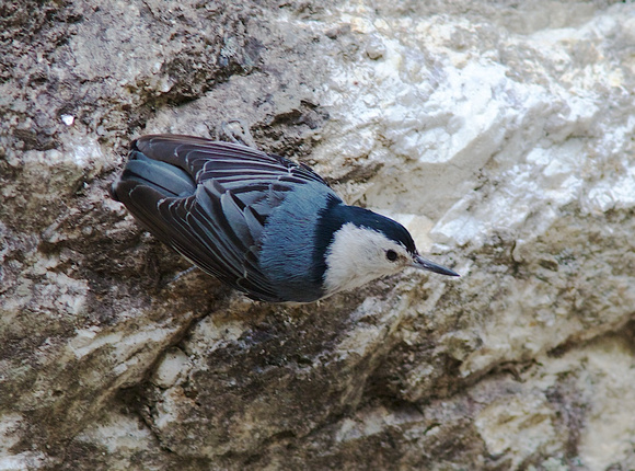 White-breasted Nuthatch May 17 2014 Mt Lemmon  1274