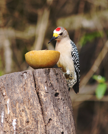 Golden-fronted Woodpecker Mar 20 2014 Laguna Atascosa  405