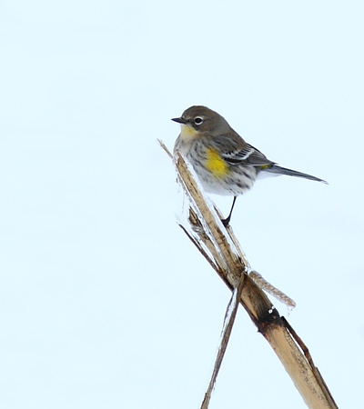 Yellow-rumped Warbler ice