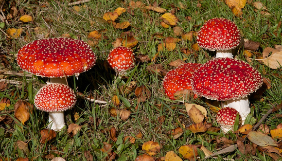 Mushroom Fly Amanita red Oct 18 2014 Reifel  332