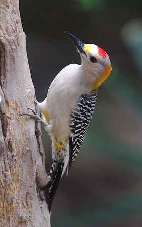 Golden-fronted Woodpecker Mar 22 2014 Sable Palms  444