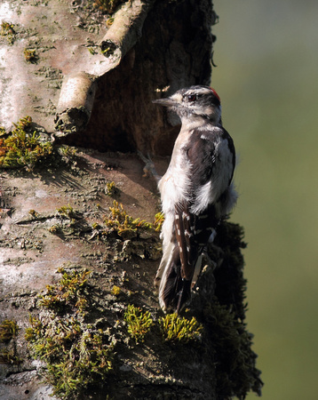 Downy Woodpecker male