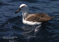 Black-browed-Albatross-juve