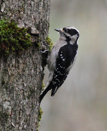 Downy Woodpecker female 2