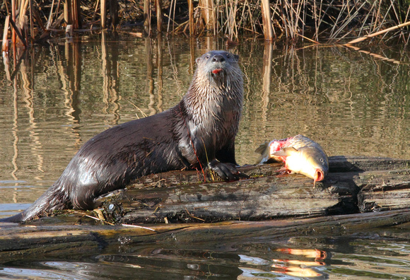 River Otter and fish