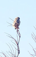 American Tree Sparrow Dec 3 2013 Sumas  592