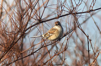 American Tree Sparrow Dec 13 2014 Sumas  625