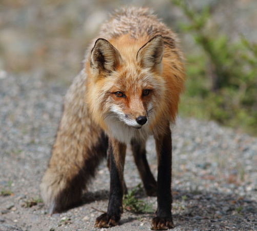 Red Fox 3