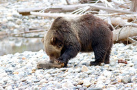 Grizzly 15 Oct 20 2013