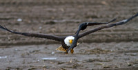 American Bald eagle 2 chasing crow  Jan 13 2014 Sumas   253