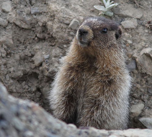 Yellow-bellied Marmot Stewart
