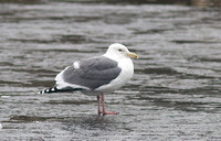 Western X Glaucous-winged Gull 2 Feb 1 2014 Mill Lake  307