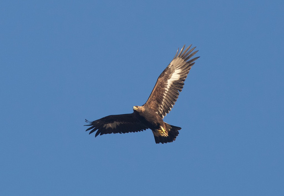 Golden Eagle in flight Dec 31 2014 Bbay  686