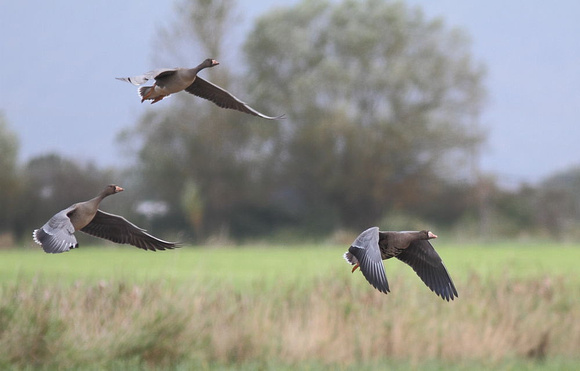 White-fronted Geese 2