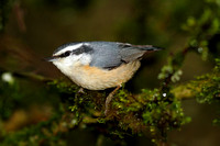 Red-breasted Nuthatch 1