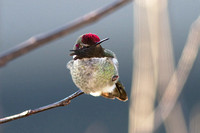 Anna's Hummingbird Dec 6 2013 Home -8 C  168