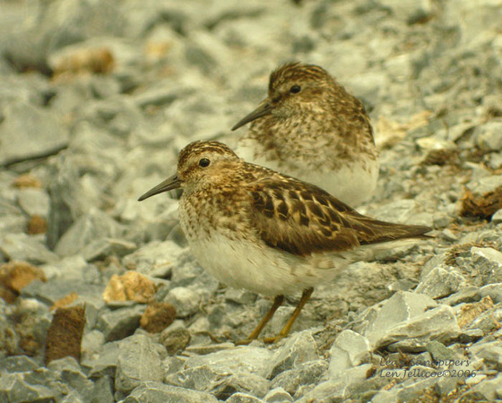 Least-Sandpipers-July-1106-