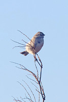 American Tree Sparrow Dec 3 2013 Sumas  591