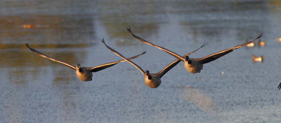 Canada geese flying