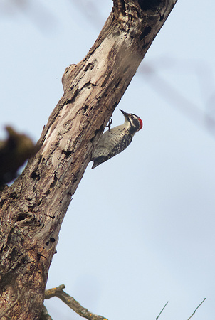 Nuttall's Woodpecker Feb 4 2015 Solano  858
