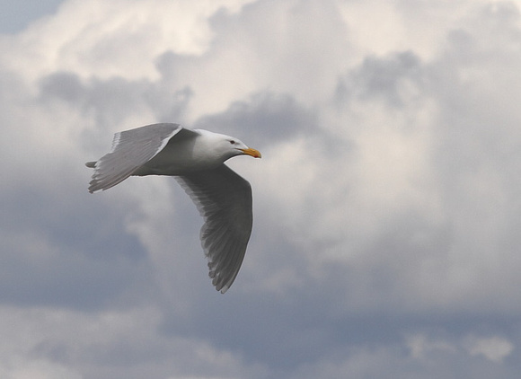 Glaucous-winged Gull Flying