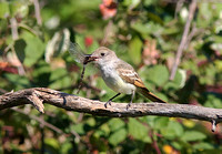 Ash-throated Flycatcher Sept 14 2014 Bbay small Airport  2064