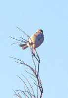 American Tree Sparrow Dec 3 2013 Sumas  590