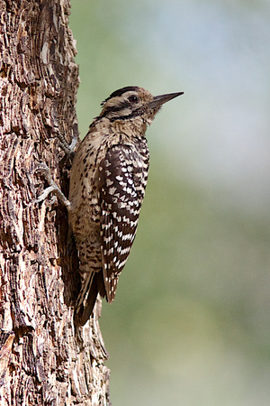 Ladder-backed Woodpecker May 6 2014 Pattons  1132