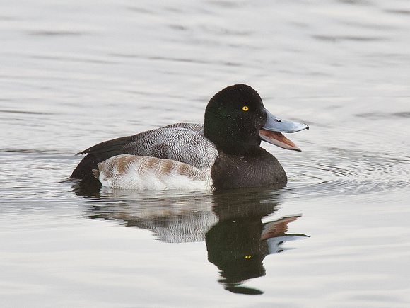 Greater Scaup Feb 18 2022 Mill Lake - 1 of 1