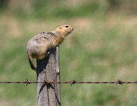 Gopher on post