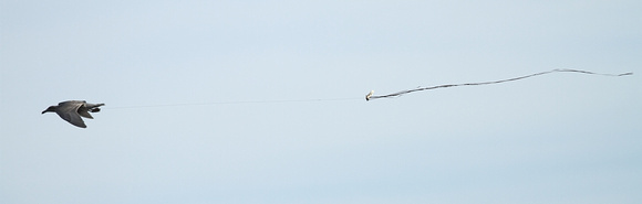 Glaucous-winged Gull streamer