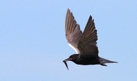 Black Tern Big Lake