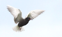 Black Tern 2