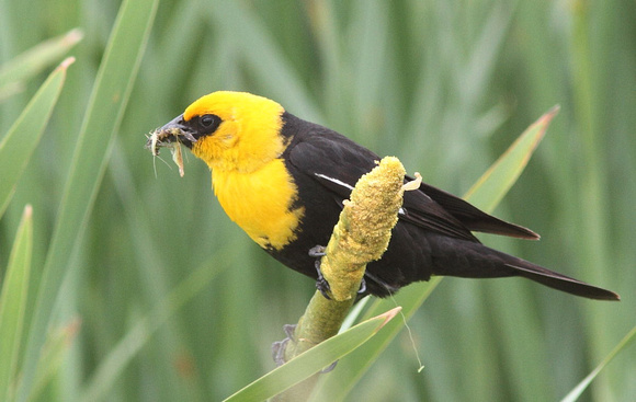 Yellow-headed Blackbird Villenuve