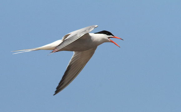 Common Tern 3