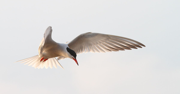 Common Tern 5