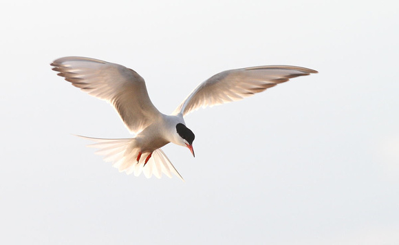 Common Tern 7