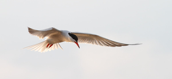 Common Tern 6
