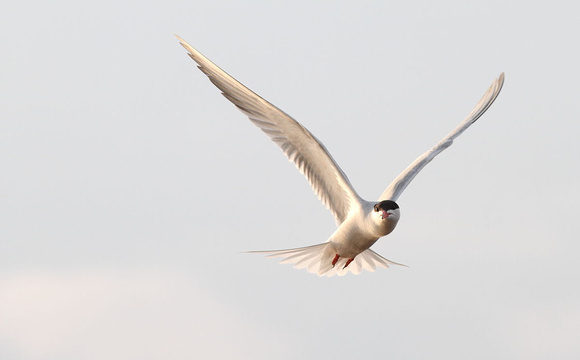 Common Tern 8