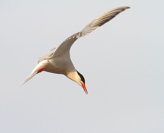 Common Tern 9